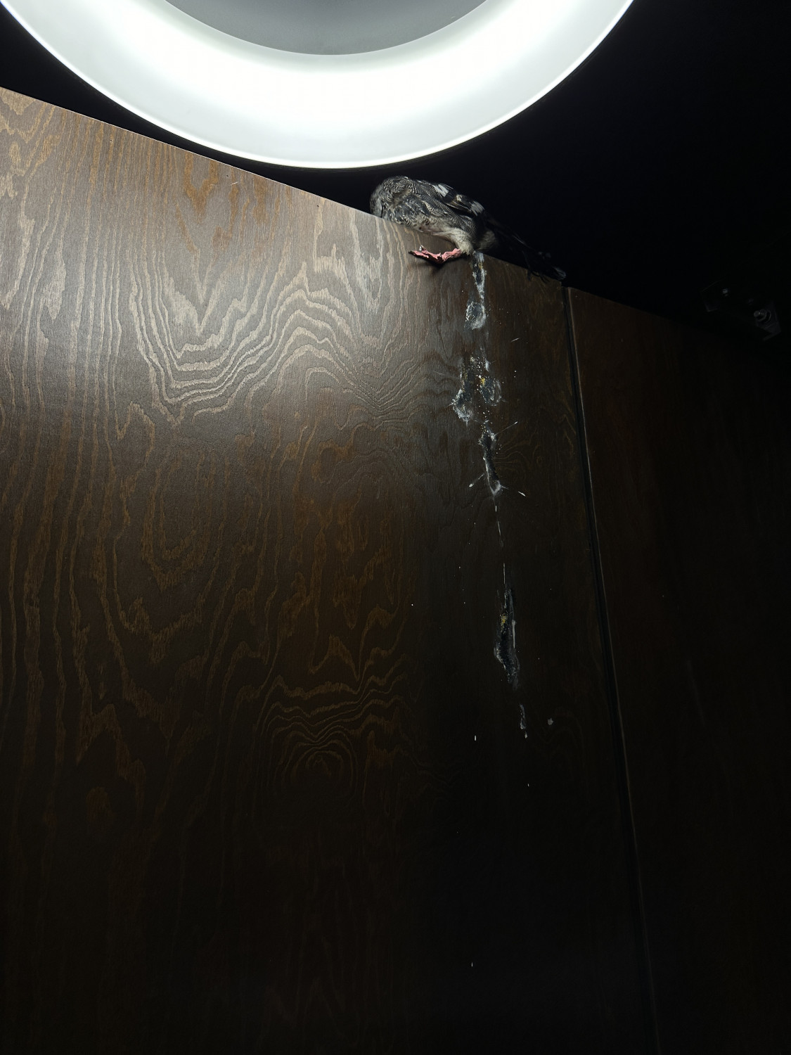 Anton v. Bredow, Falscher Hase, Theater Koblenz, Spielzeit 23/24, © 